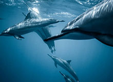 齐达内和新闻官对视那一下太怪，到底谁在带节奏：49tk那张表给了答案